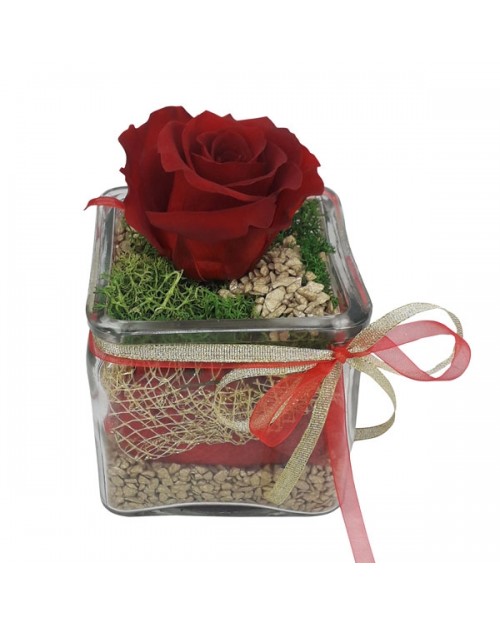 Forever rose  κόκκινο