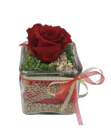 Forever rose  κόκκινο